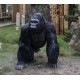 *Fiber Glass Gorilla 120x70x92cm